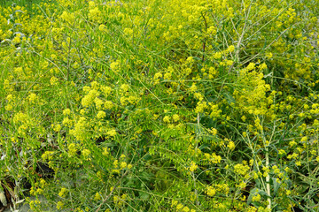 background of dill plants, filling the garden