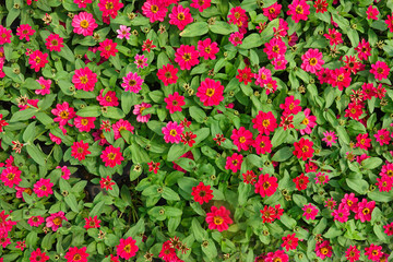 A dense patch of bright pink and red flowers zinnia fills the garden