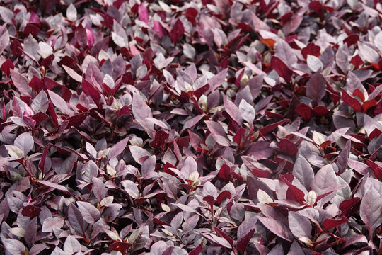 background of purple leaves of plants alternanthera
