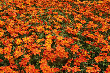 A rich expanse of vibrant orange bidens flowers fills the garden, presenting a kaleidoscope of colors