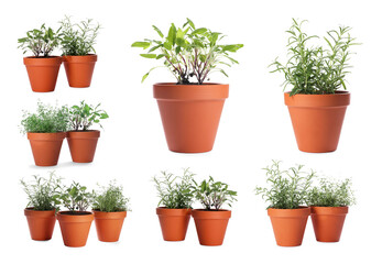 Different aromatic herbs in clay pots isolated on white, set