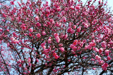Kirschblüte, Skura, Ume (Prunus mume), Japanische Aprikose, Japanische Pflaume, Winterkirsche, rosa, rot, pink, Blüte, blühen, Baum, Frühling, Asien, Seoul, Korea