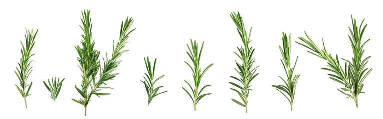 Fresh aromatic rosemary isolated on white, collage