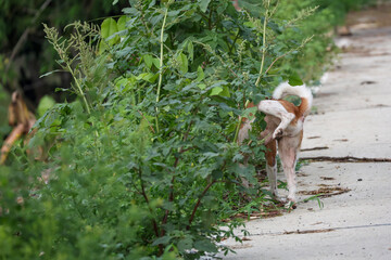 The small brown and white dog is action pee in garden