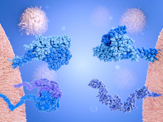 T-cell receptors and CD8 and CD4 co-receptors on a killer and a helper T-cell