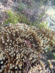 Tomato anemonefish or clownfish hiding in a bubbletip anemone on low tide underwater