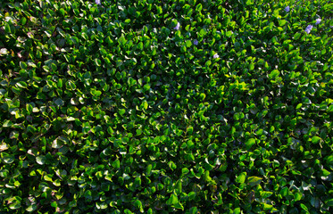 Close up of green grass texture background.