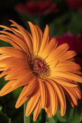 Orange gerbera flower blooming in garden with dark background