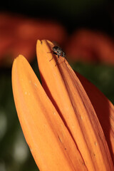 Housefly walking on orange flower petal in summer garden