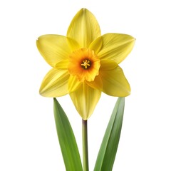 Fototapeta premium Daffodil Flower with Green Leaf Photo