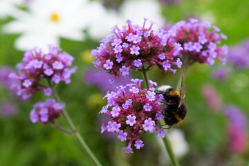 Bumblebee on Purpletop Vervain Flowers