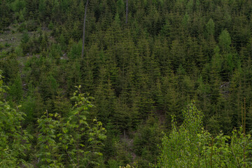 Minecraft - wzgórze, szlakiem turystycznym, drzewa, lasy, wolność. Szlaki górskie