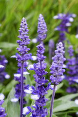 Violet-Blue Mealycup Sage Flowers