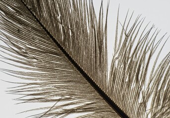 Microscopic close-up of a feather’s branching barbules on white.