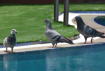 Rock doves drink water from a pool on a hot day

