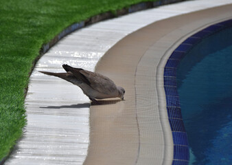A pigeon leans down to drink water from the edge of a swimming pool.