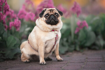 Pug dog in harness sitting outdoors.