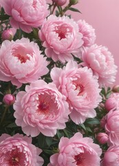 Densely packed pink peonies, soft pink backdrop, delicate petals , peonies,  bunch,  botanical
