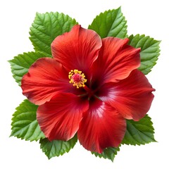 Red Hibiscus with Glossy Leaves Photo