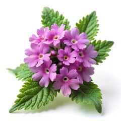Verbena Cluster Isolated on White Photo