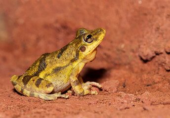 Ranita hocicuda