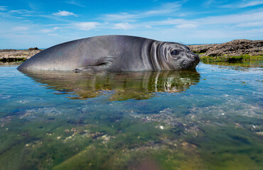Elefante marino © Sergio