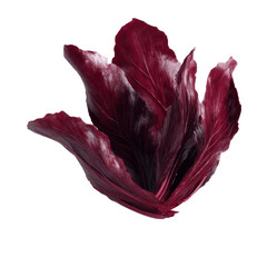 Obraz premium Abstract Red Cabbage Flower - Vivid, Artistic Vegetable Close-up