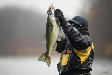Professional angler shows off a large catch while fishing in a river during overcast weather with...