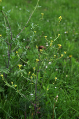 In nature, as a weed grows sisymbrium officinale
