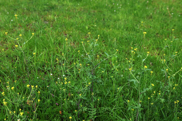 In nature, as a weed grows sisymbrium officinale