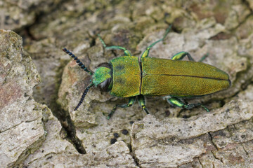 closeup on the colorful green metallic jewel boring beetle, Anthaxia hungarica sitting on wood