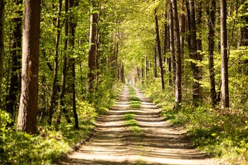 Fototapeta premium Sunny forest path surrounded by fresh green trees in spring