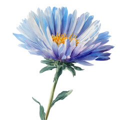 Aster Blossom Watercolor Illustration Isolated on Transparent Background