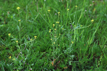 In nature, as a weed grows sisymbrium officinale