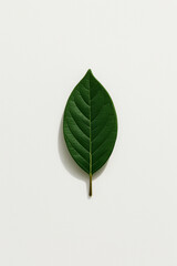 Obraz premium Single Green Leaf on White Background – Minimalist Nature Concept