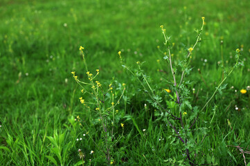 In nature, as a weed grows sisymbrium officinale