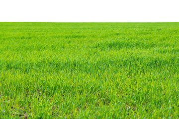 Green sprouts of wheat on the field isolated on white background. Growing grain, agribusiness.