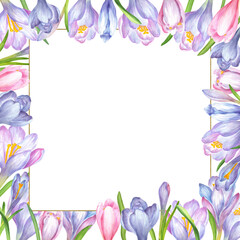 Square frame of soft purple, blue and pink crocus flowers and green leaves and tiny gold frame. Square frame of flowers. Springtime flowers clipart. Hand-drawn watercolor illustration