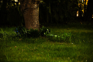 Sunny forest path surrounded by fresh green trees in spring