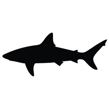 bull shark vector silhouette icon - ideal for fishing logos, seafood icons, and aquatic-themed graphics.