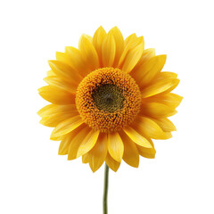 Mini sunflower, ultra realistic uhd photo, on transparent background