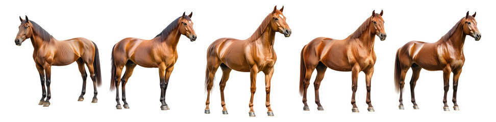 Obraz premium Beautiful Brown Horses Standing in a Row on a Transparent Background, Isolated on Transparent, white background
