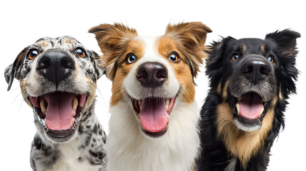 A joyful portrait of three energetic and friendly dogs of different breeds their tongues out and eyes gleaming with excitement and affection