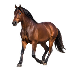 Obraz premium A majestic brown stallion stands confidently showcasing its muscular build elegant mane and powerful presence in a natural setting