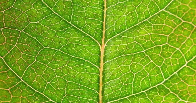 Cell Structure View of Leaf Surface Showing Plant Cells For Education. Leaf in Macro Shot Background. Bright Green Leaves of Plant or Tree With Texture and Pattern Close Up