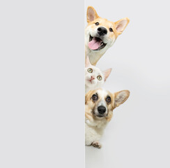 Pets banner. charming cute Corgi puppy dog, akita and cat peeking from behind white or grey wall, curious and begging expression