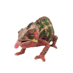 Obraz premium Chameleon licking its eye studio animal photography transparent background close-up colorful reptile concept