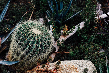 Cactus with spines growing among various plants in a rocky landscape