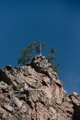 A steep high cliff. Coniferous trees grow on the cliff.