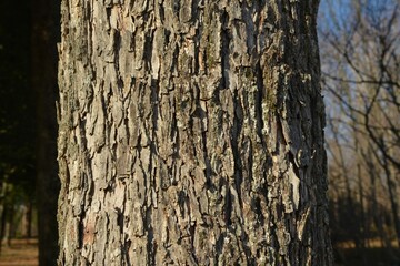 High-resolution images of pecan tree (Carya illinoinensis) parts including nuts, flowers, leaves,...